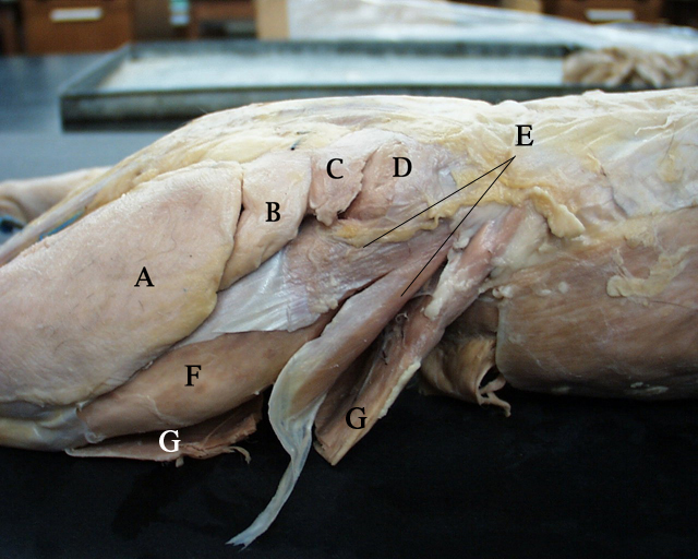 Sartorius Cat Gluteal Muscles Of The