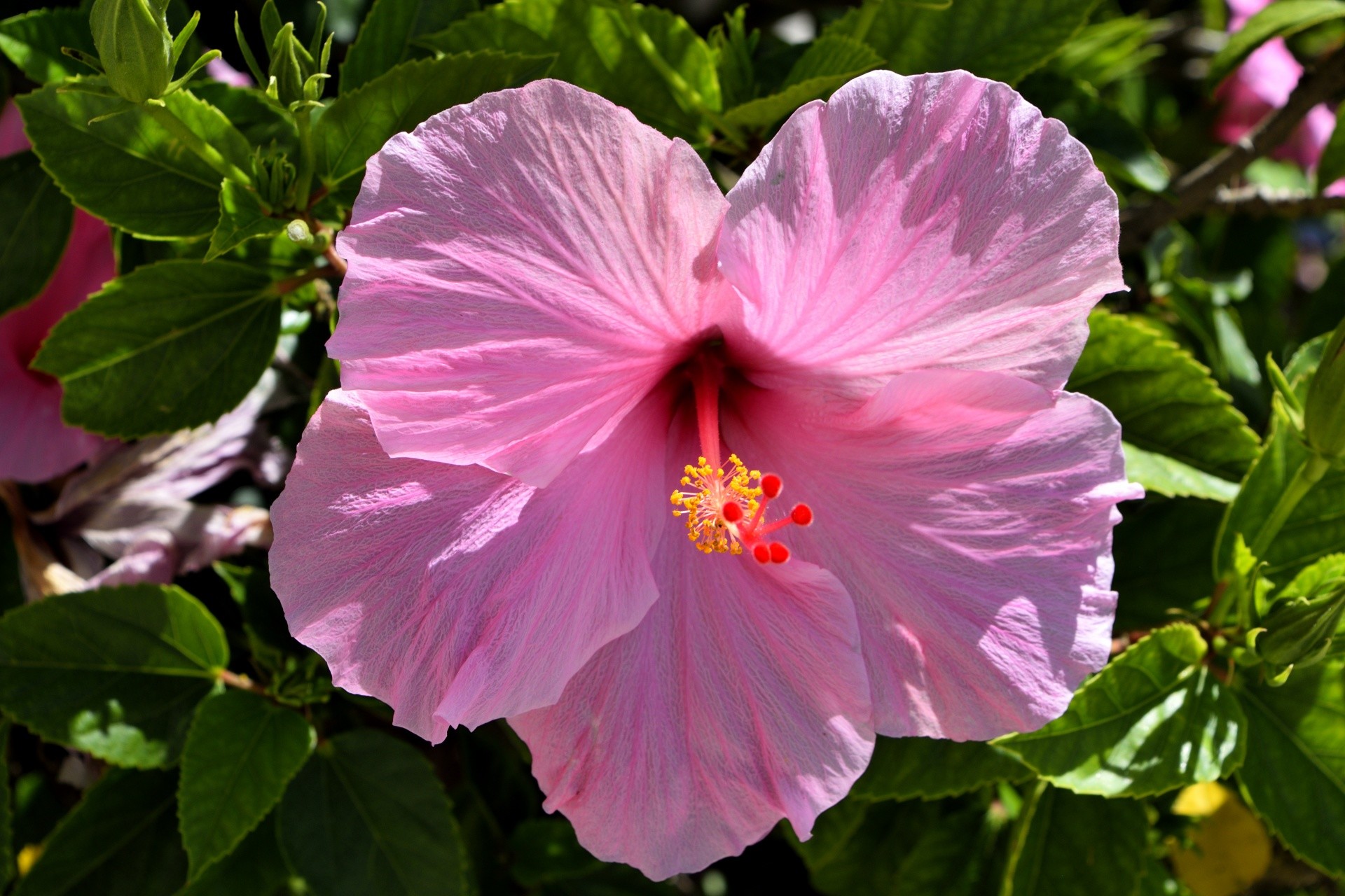Hibiscus Flower Wallpaper