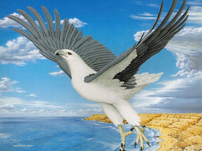 White Bellied Sea Eagle Australian Wildlife Painting Wallpaper