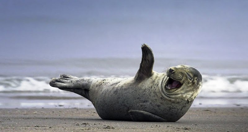 Image Bing Seal Wallpaper Desktop Animals Pc Android iPhone