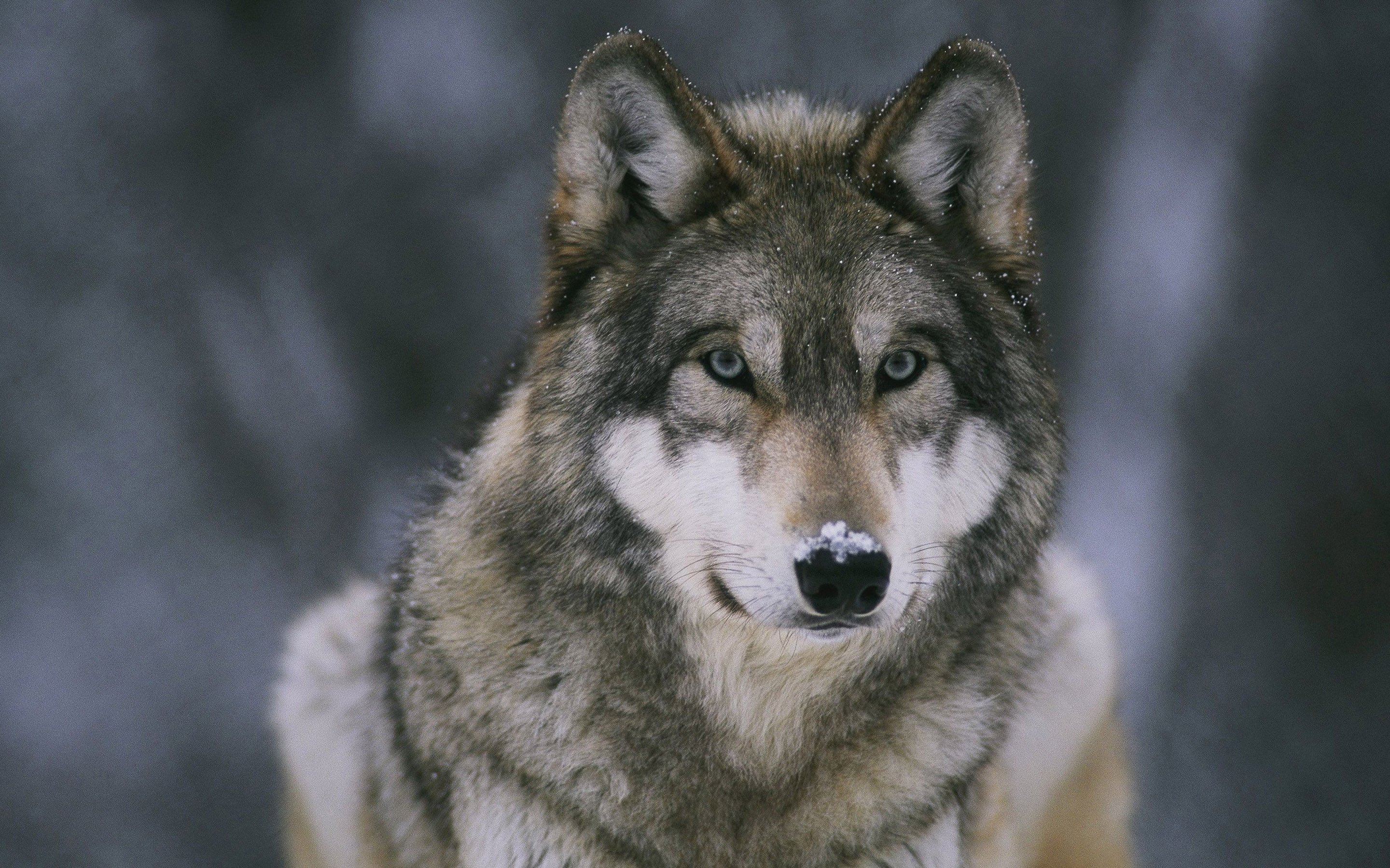 HD Wolf Wallpapers 1080p - WallpaperSafari
