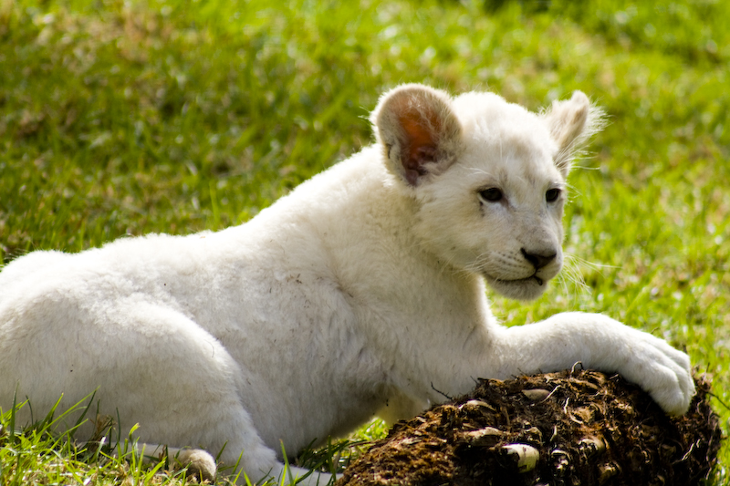 Desktop Background Wallpaper Cute White Lion Cubs
