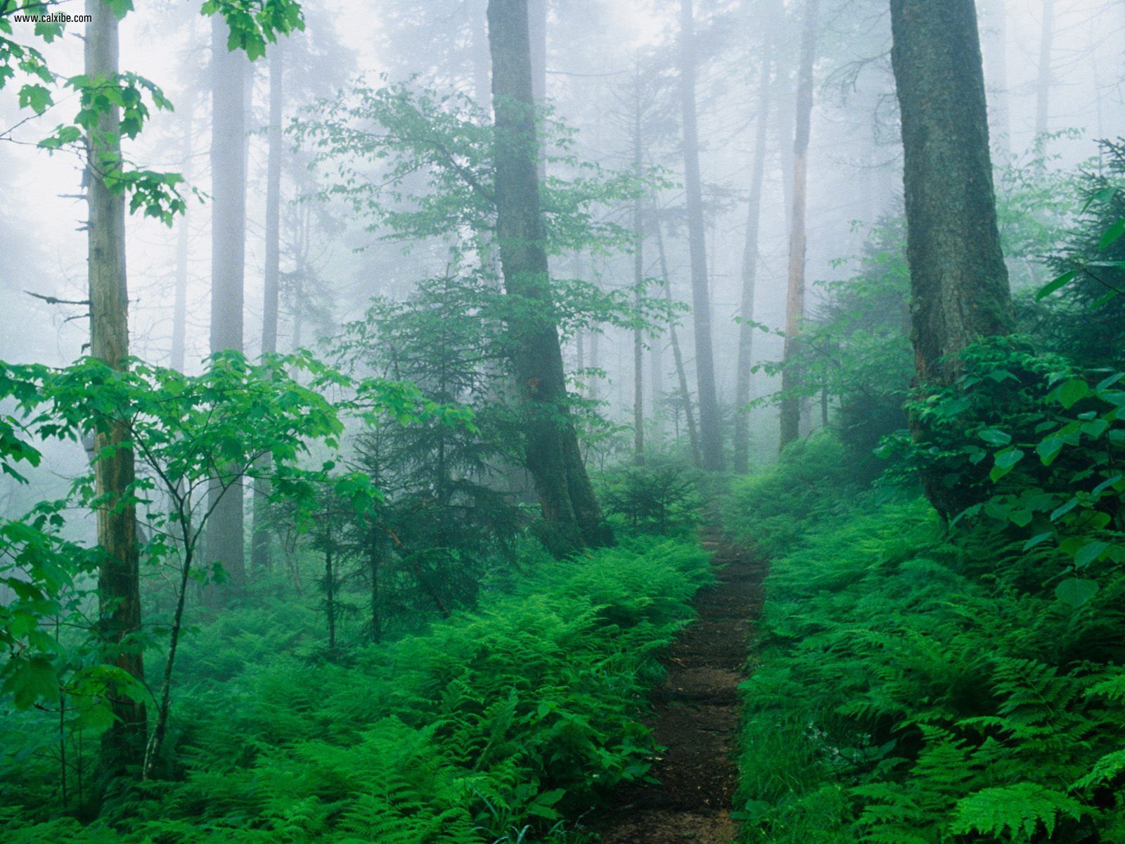 Appalachian Trail Along Foggy Ridge Smoky Mountains Tennessee In