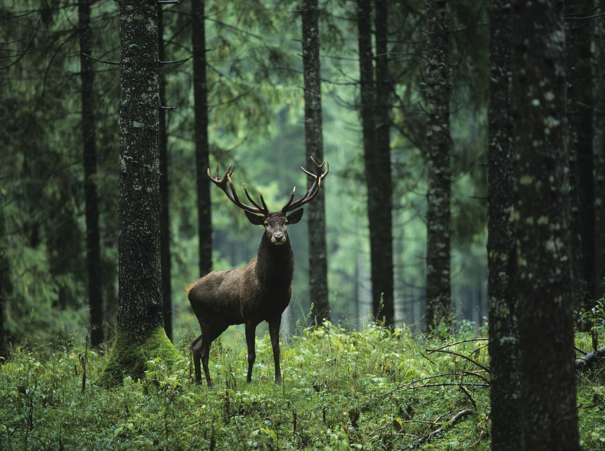 Forest Animals Wallpaper With Photo Deer Scottish