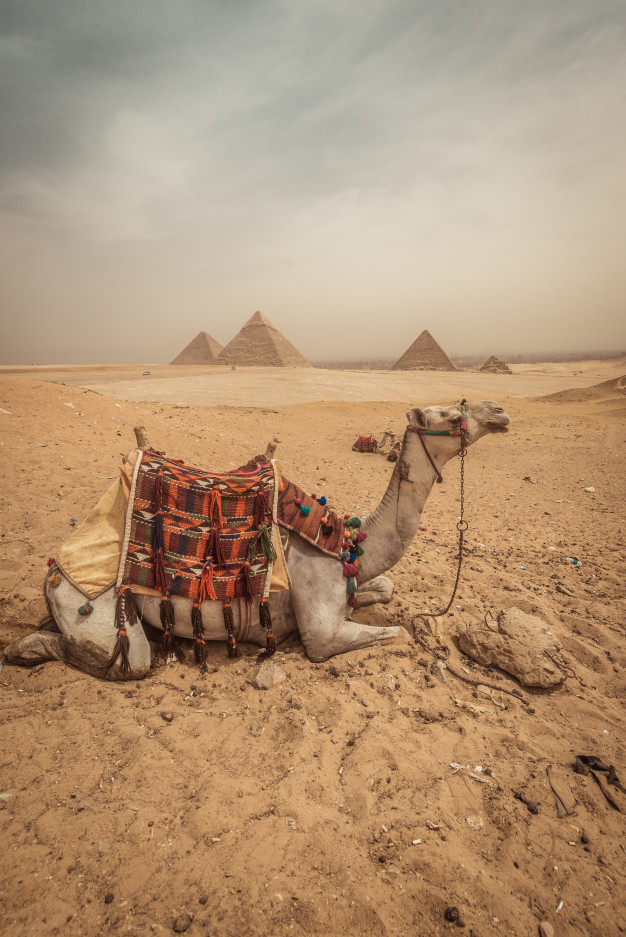 A Camel With Pyramids Background In Giza Photo Premium