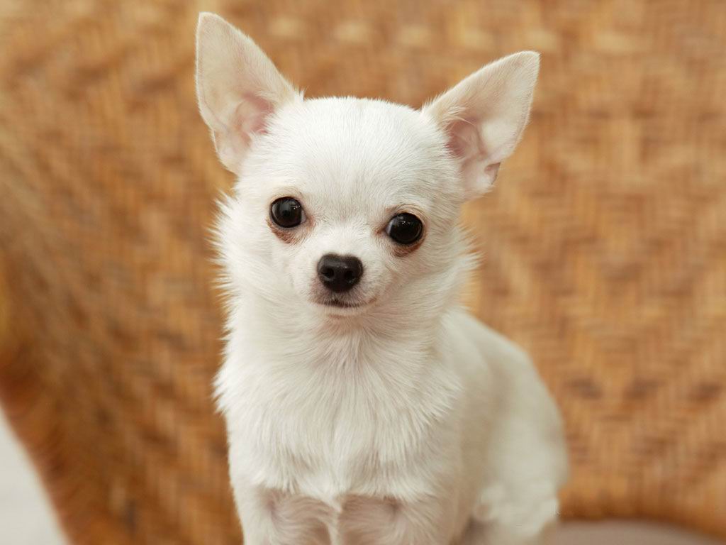 Dogs Wallpaper White Chihuahua