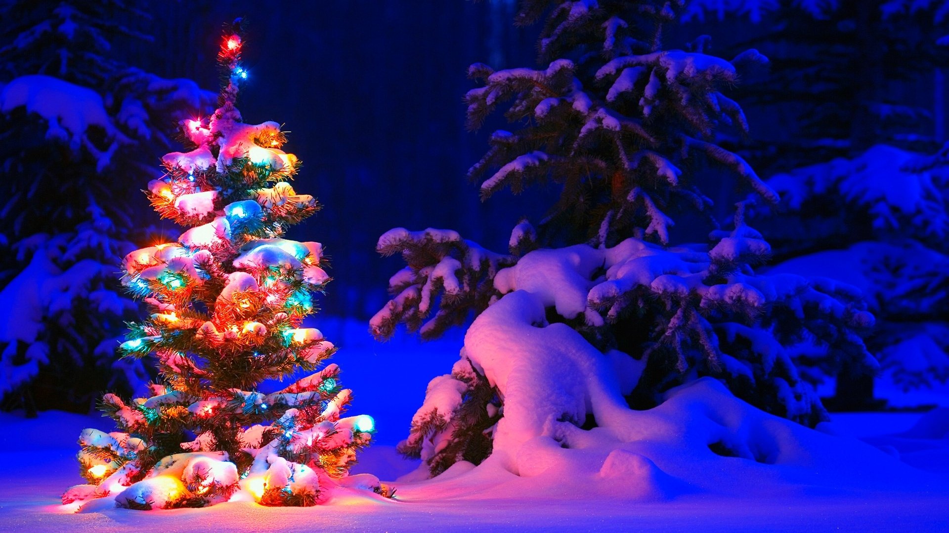 Lighted Christmas Tree in Winter Forest HD Wallpaper Background