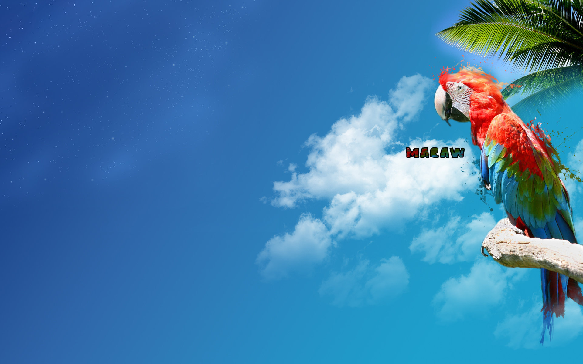 Macaw wallpaper by ReD1221 on