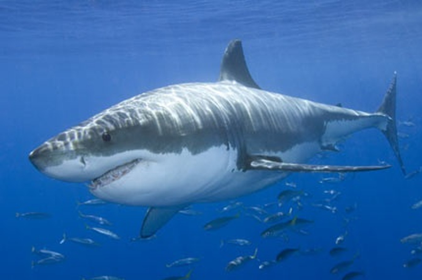Great White Shark Image HD Wallpaper In Animals Imageci