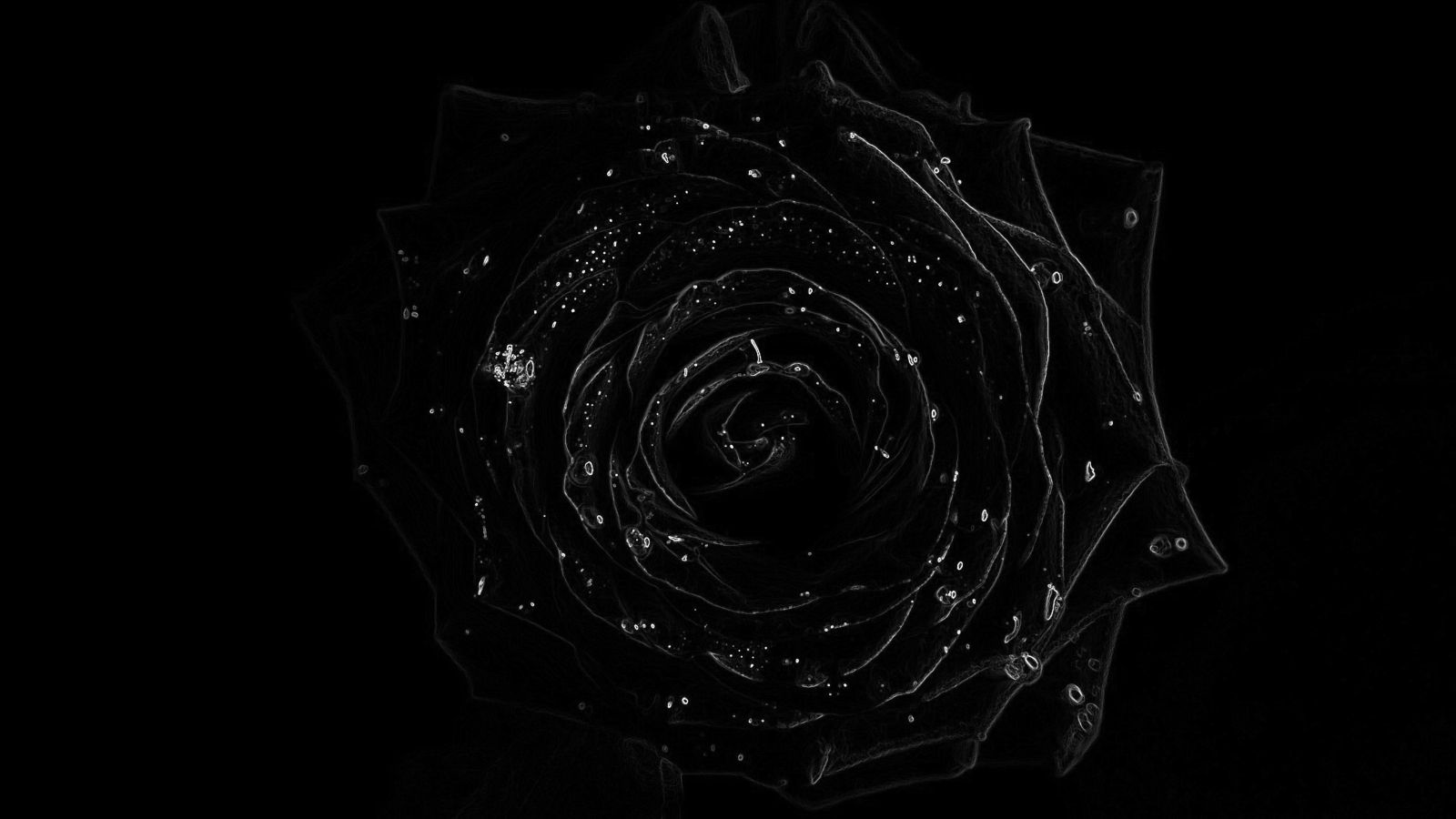 Free download Black Rose Ultra HD Background Picture Image [1600x900