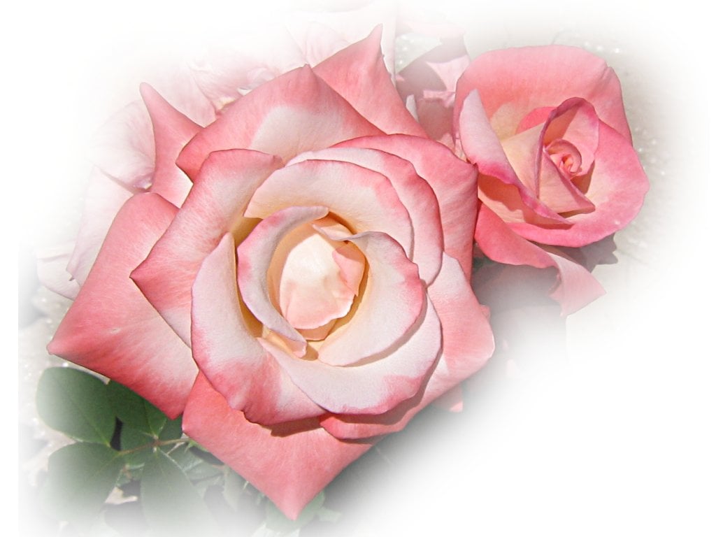 Download Light Pink Roses 1024x768