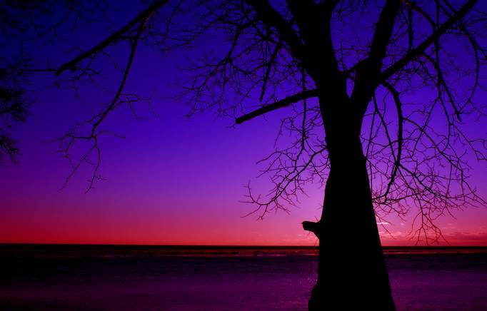Purple Sunrise Pictures