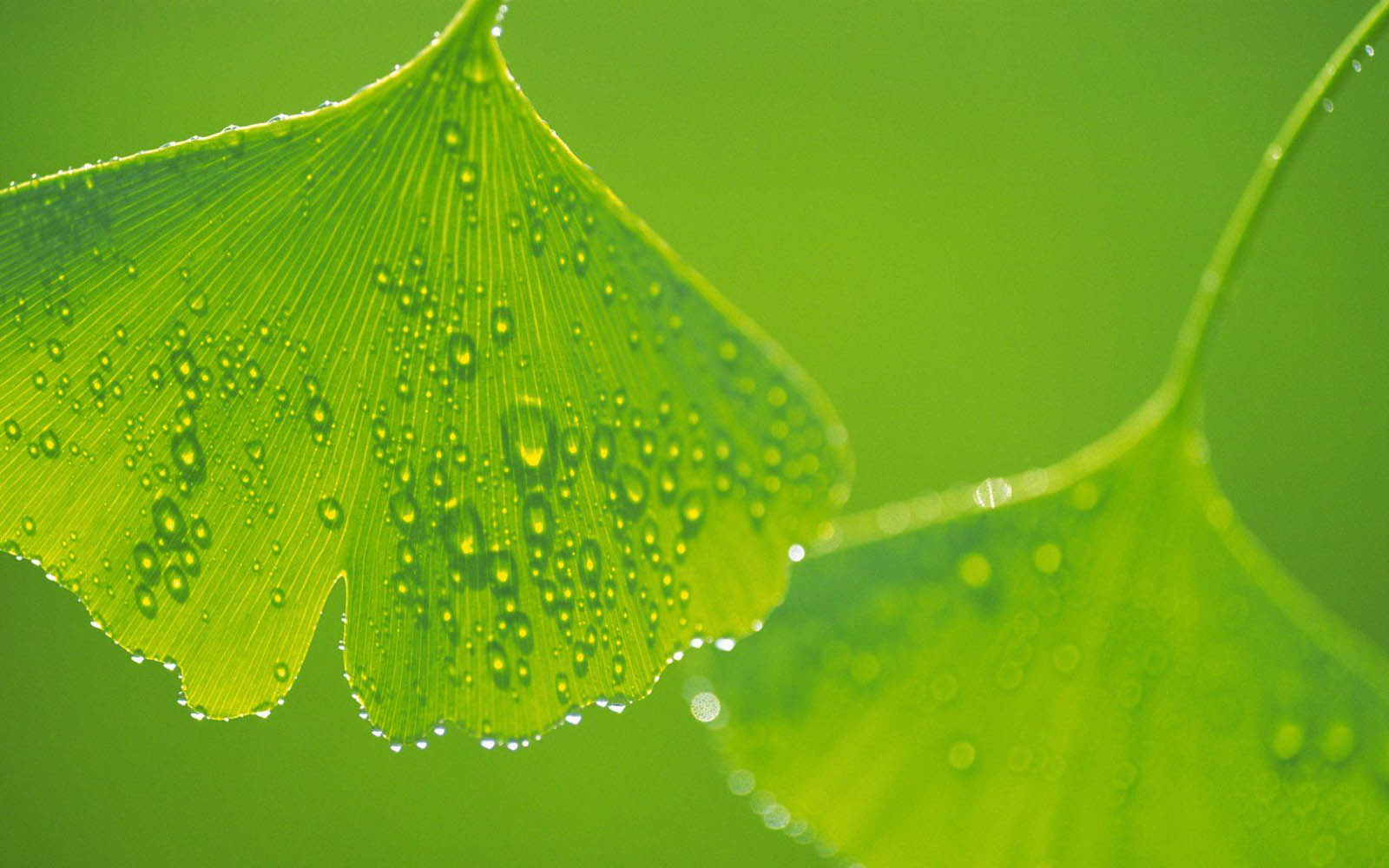 wallpapers Green Leaf Wallpapers