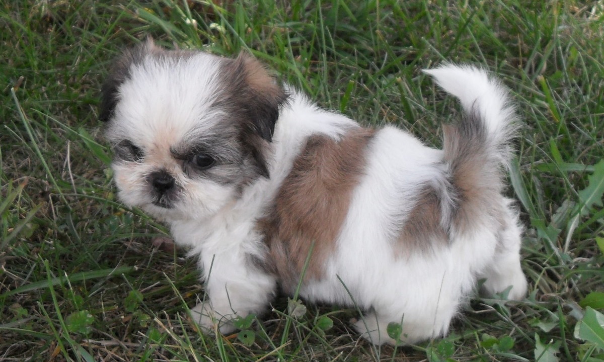 Cute Shih Tzu Puppies Pictures And Photos