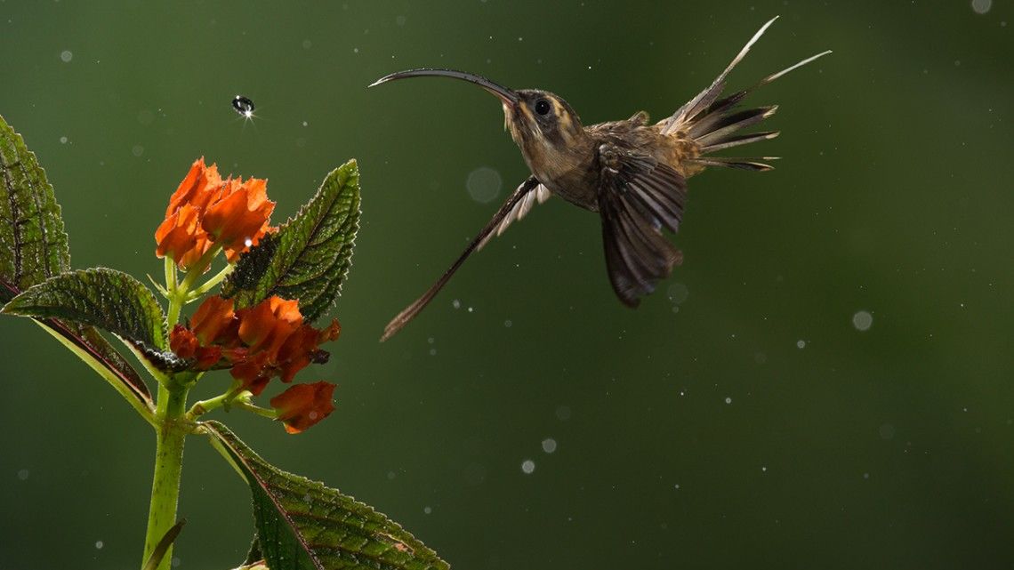 Spatial Memory Allows Hummingbirds To Rule The Roost Photography
