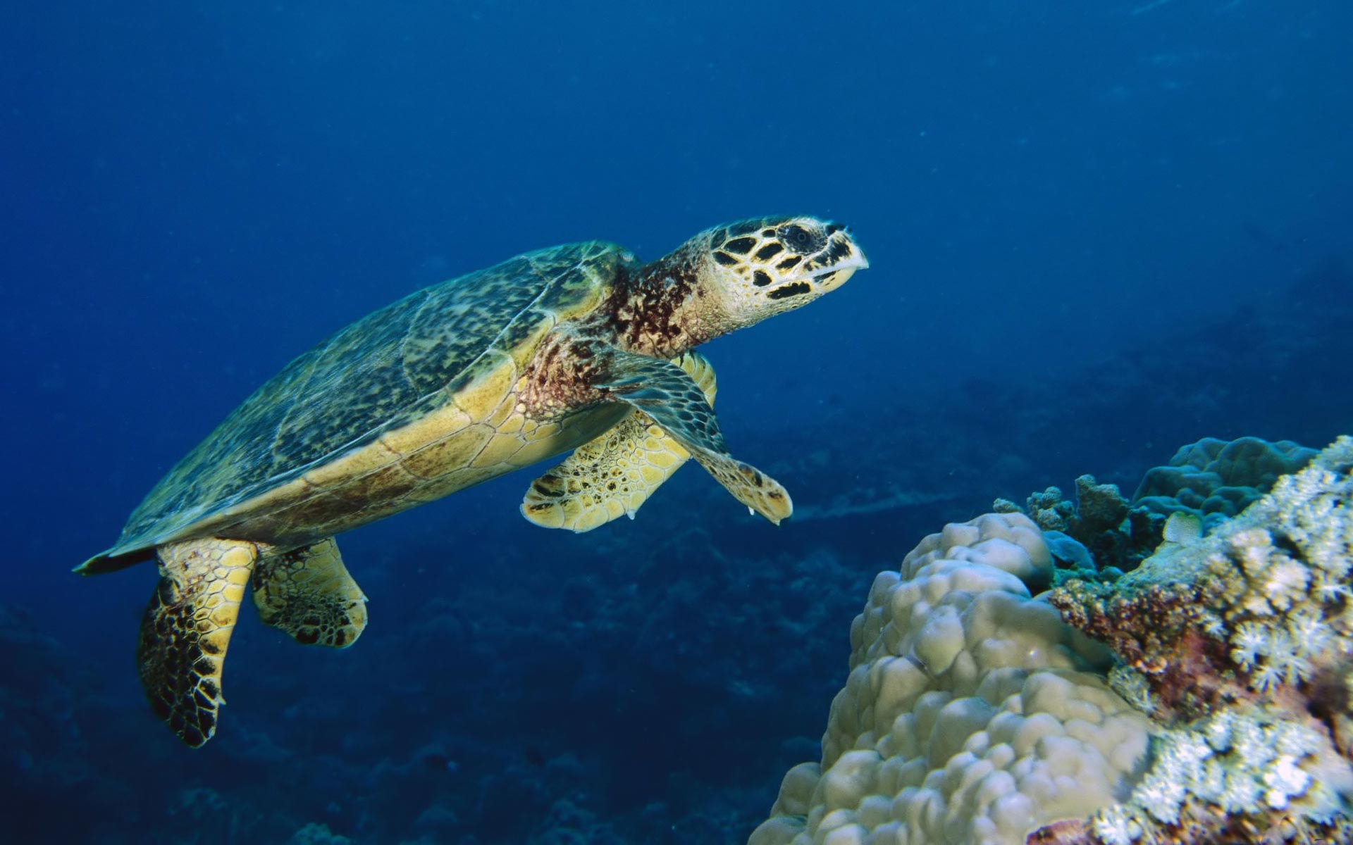 Animals Screensavers Allimg Picture Turtle Underwater Sea Wallpaper
