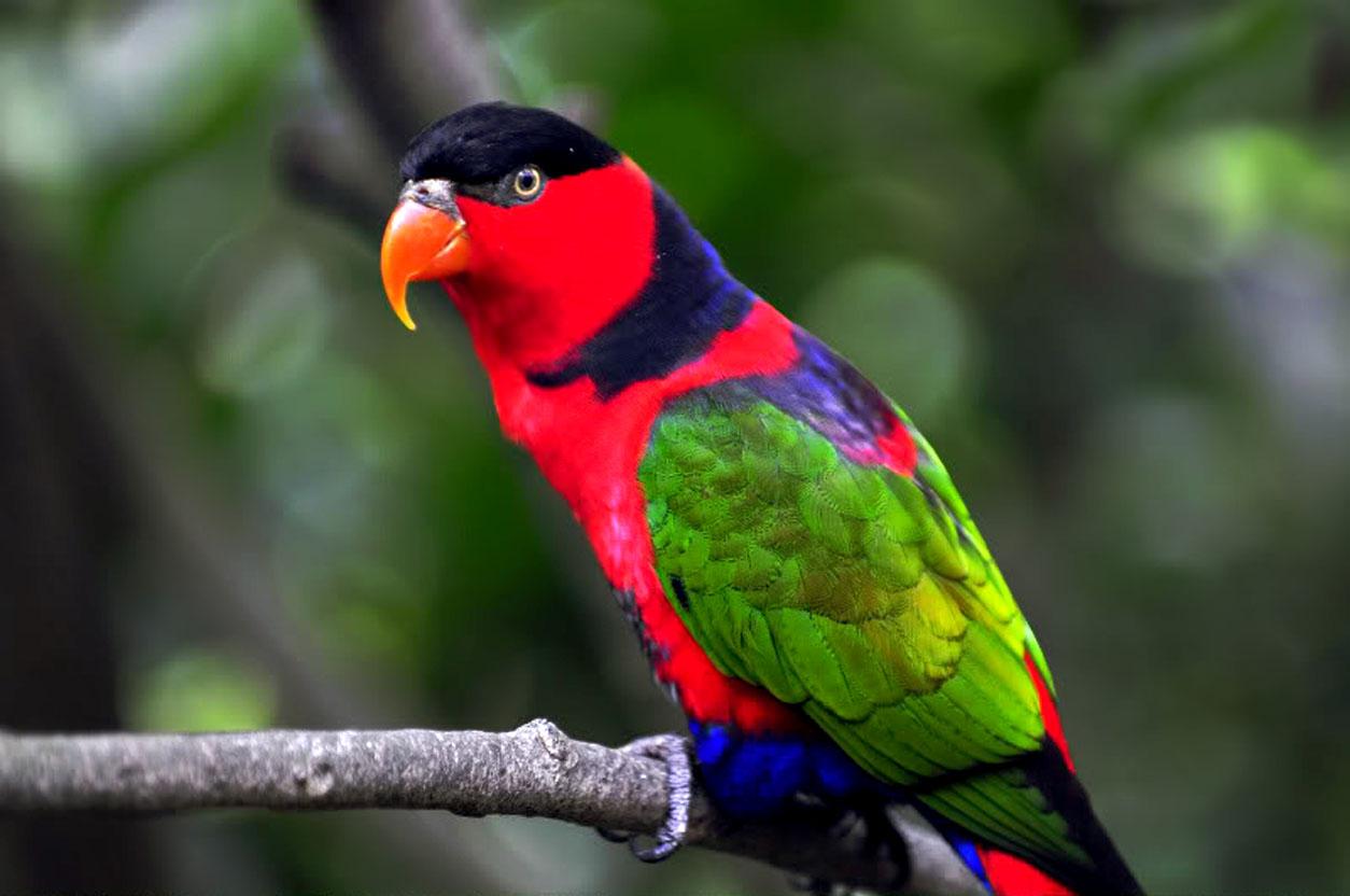 Parrot Birds Wallpapers   Entertainment Only