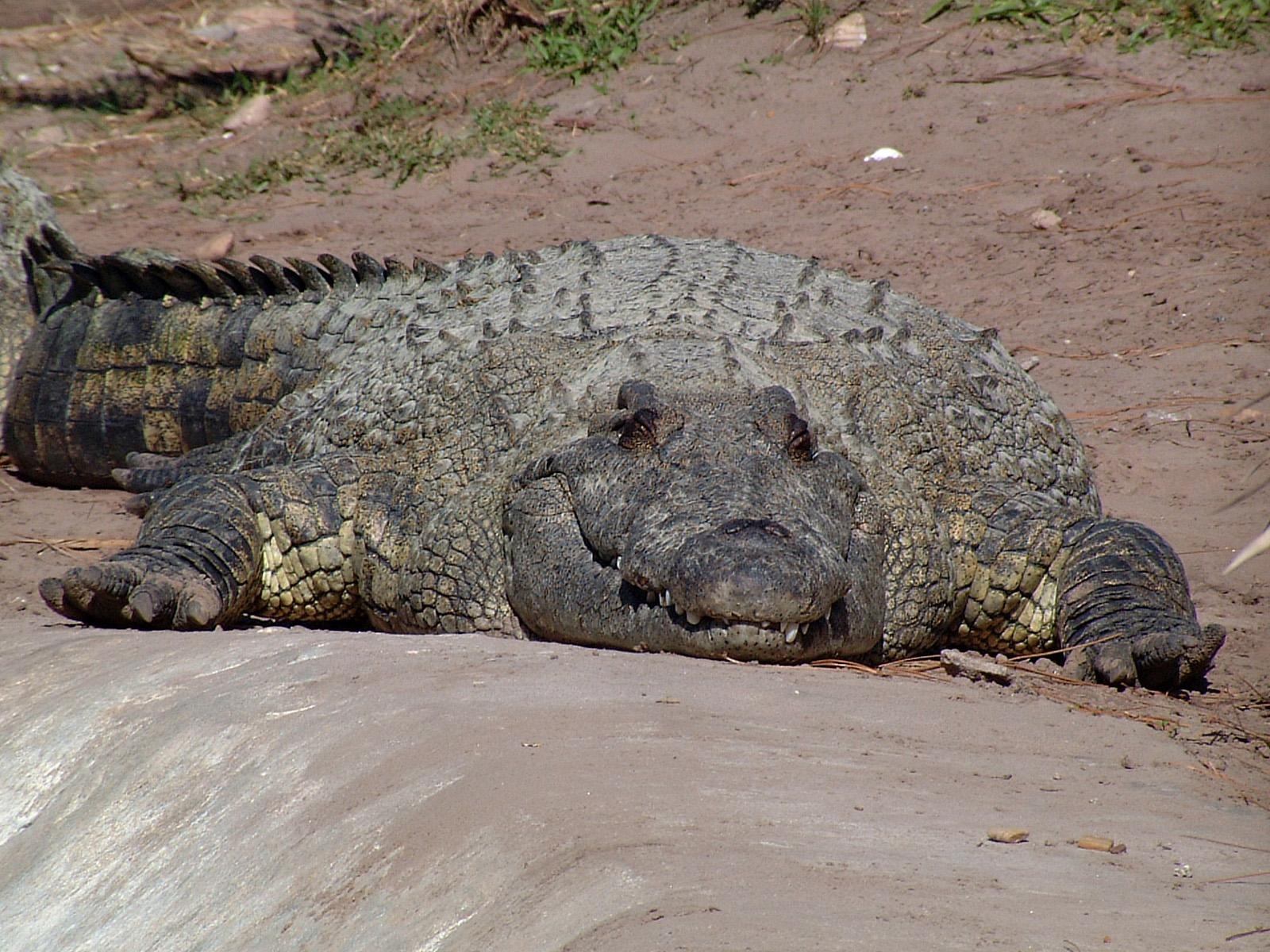 The Nile Crocodile Or Mon Is An African Which