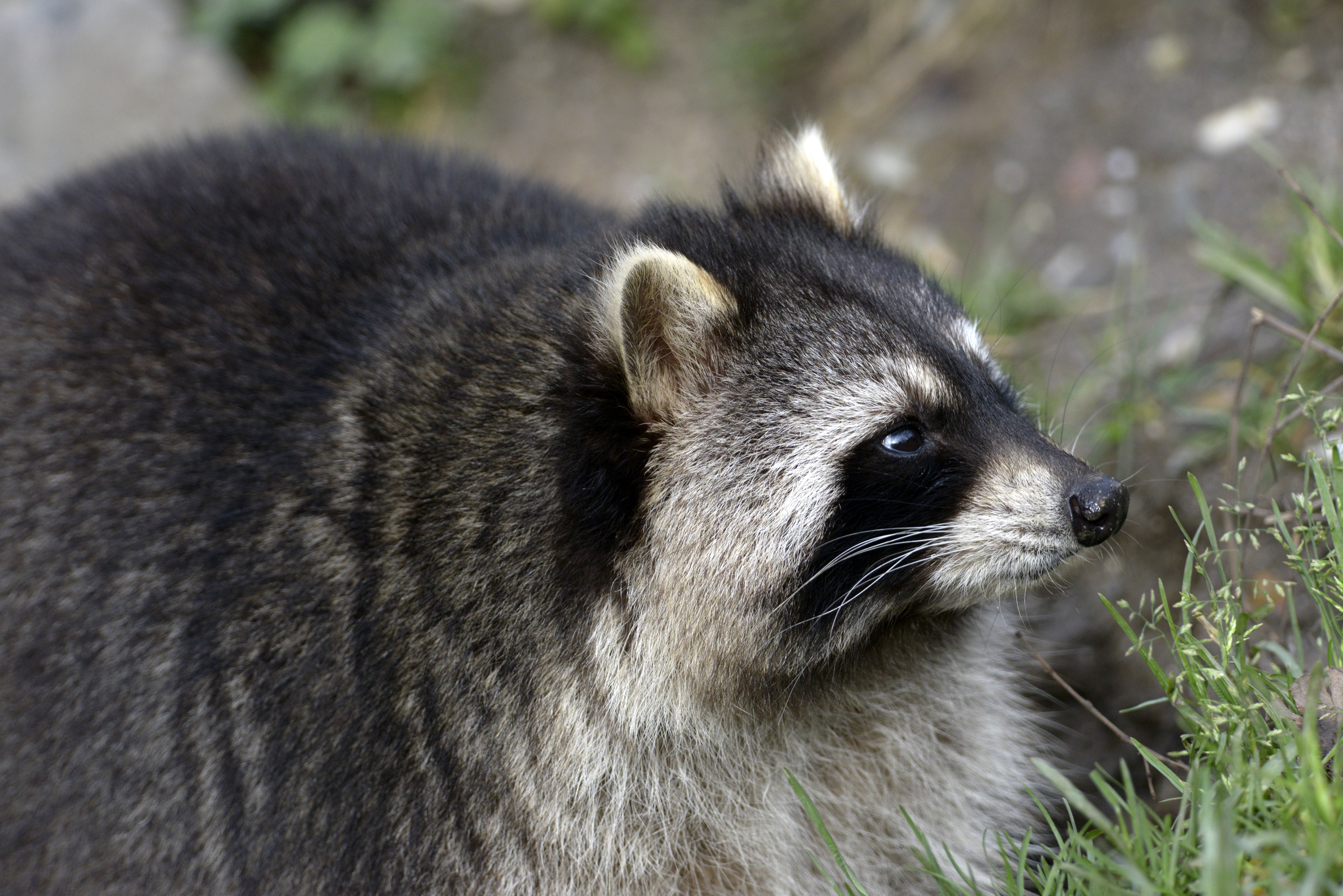 Wallpaper Raccoon Snout Profile Animals