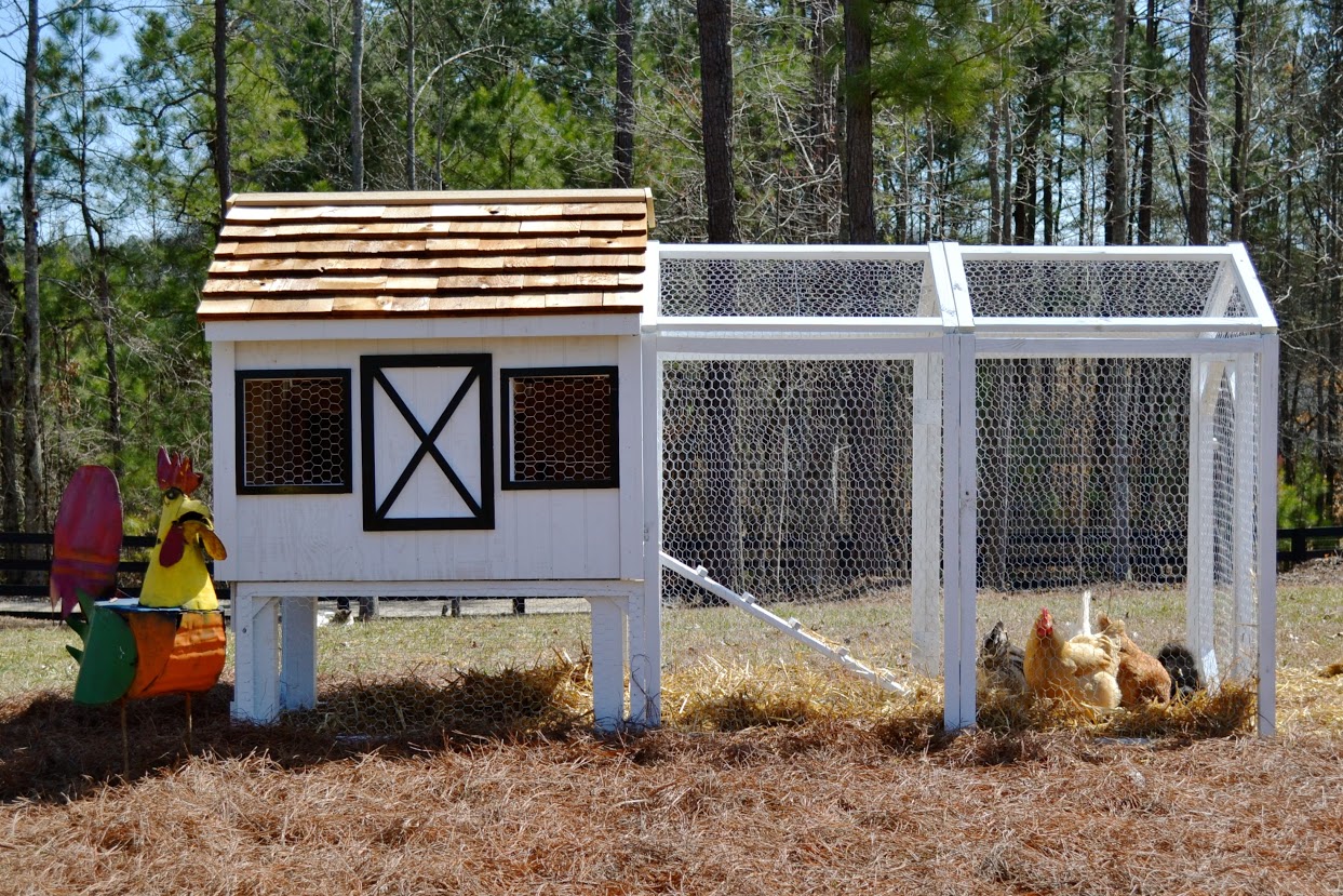 Dominique Chicken Coop Up To Chickens From My Pet