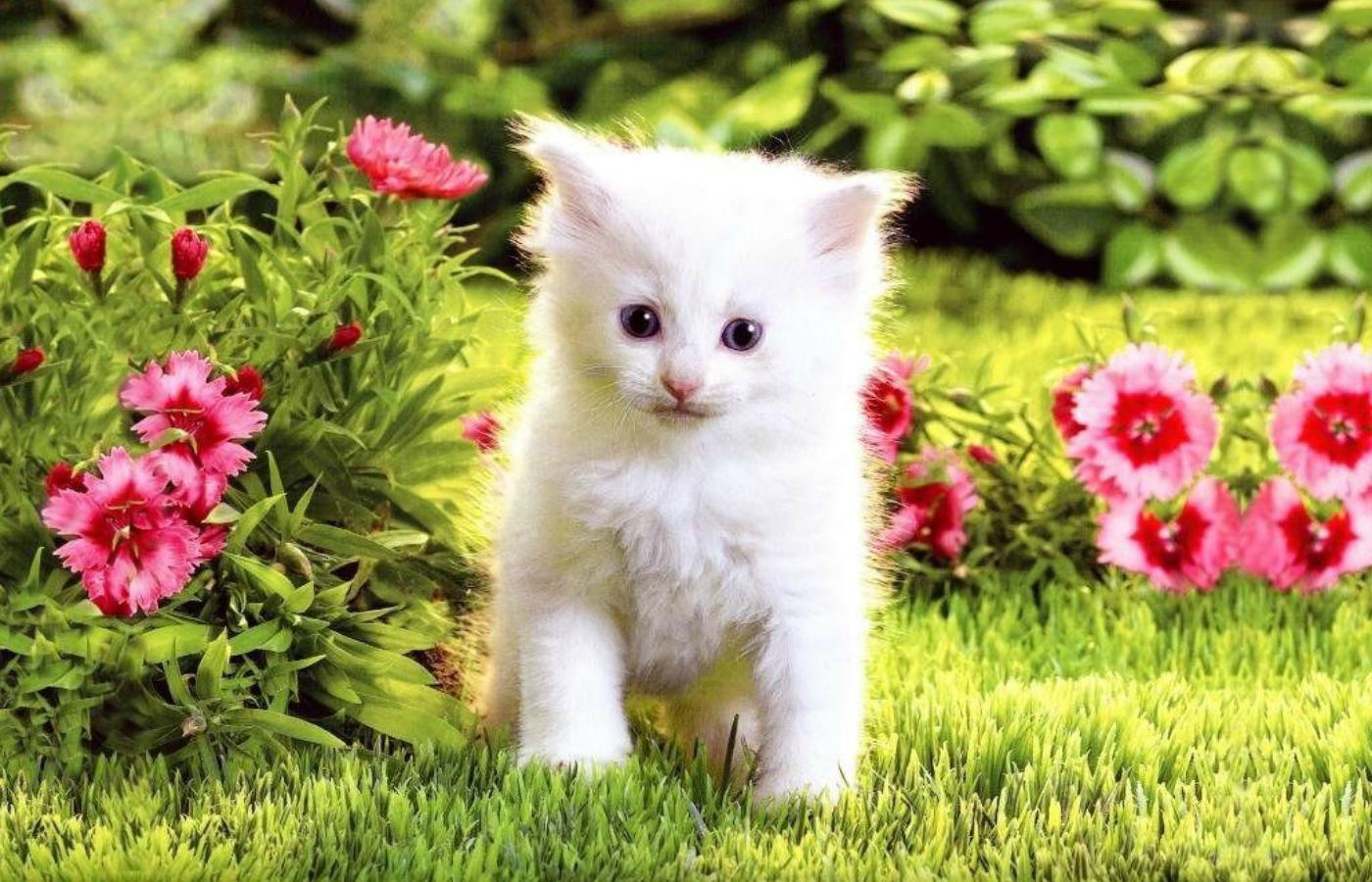 White Kitten Wallpaper Top Background