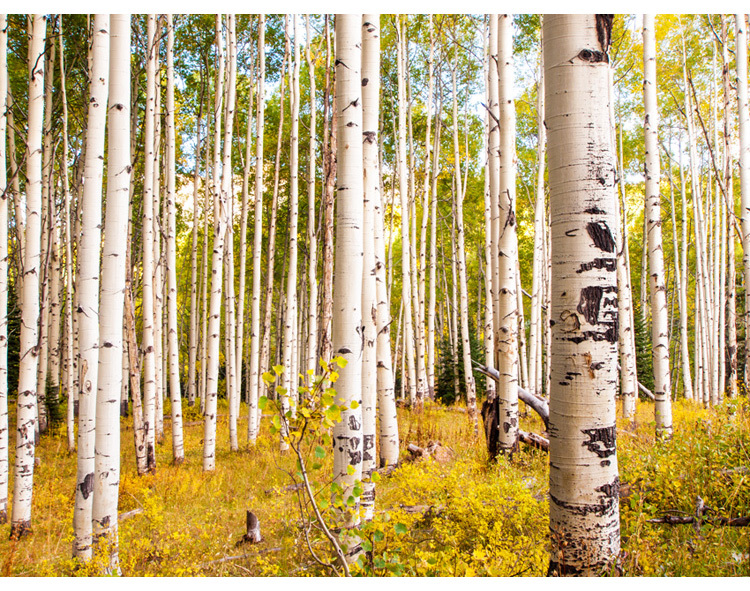 Birch Tree Wallpaper Mural Promotion Online Shopping For Promotional