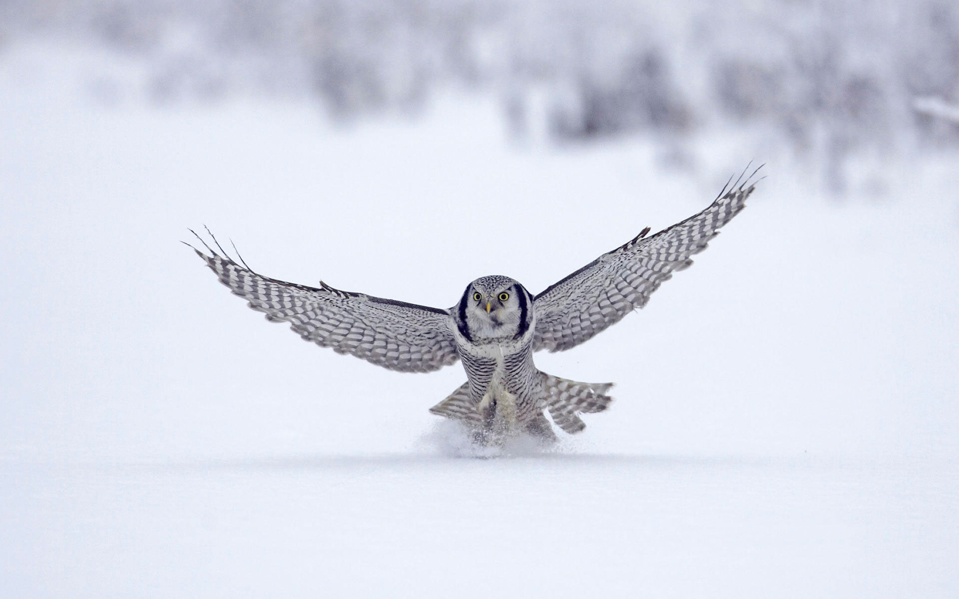 Northern Hawk Finland Wallpapers HD Wallpapers