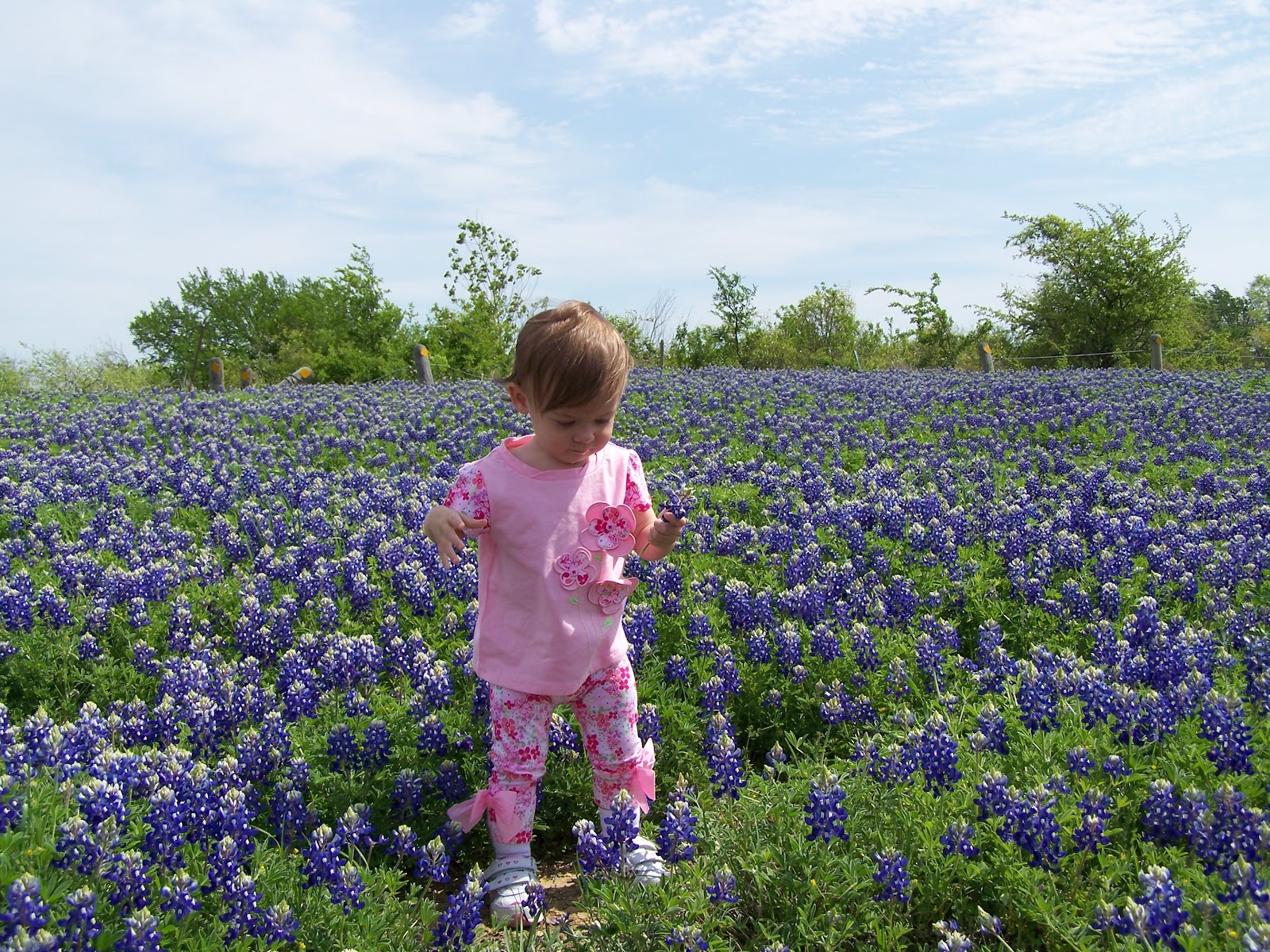 Cozy in Texas Texas Wildflowers