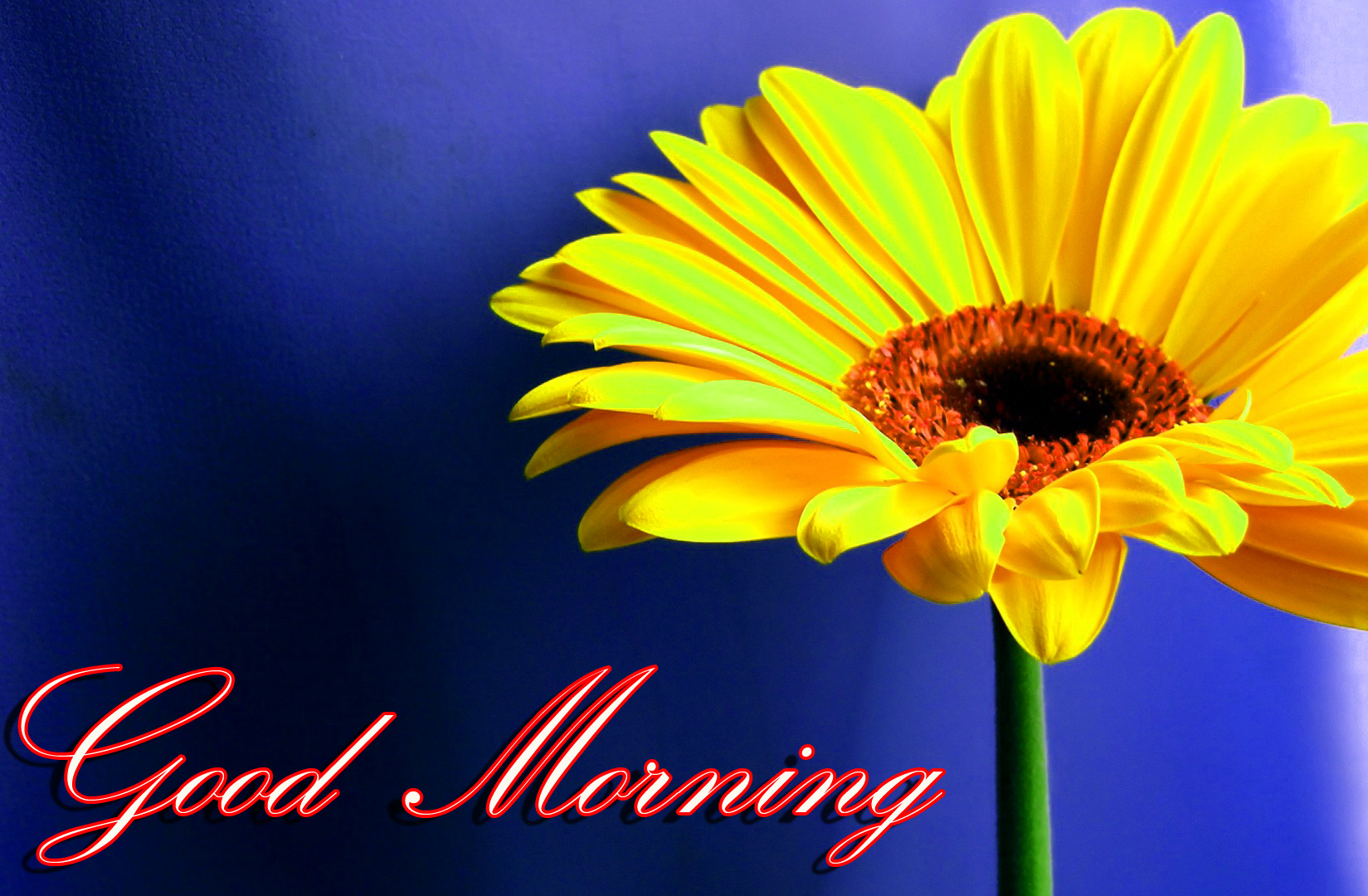 Latest Good Morning Images Wallpaper Photo Pics HD Download For