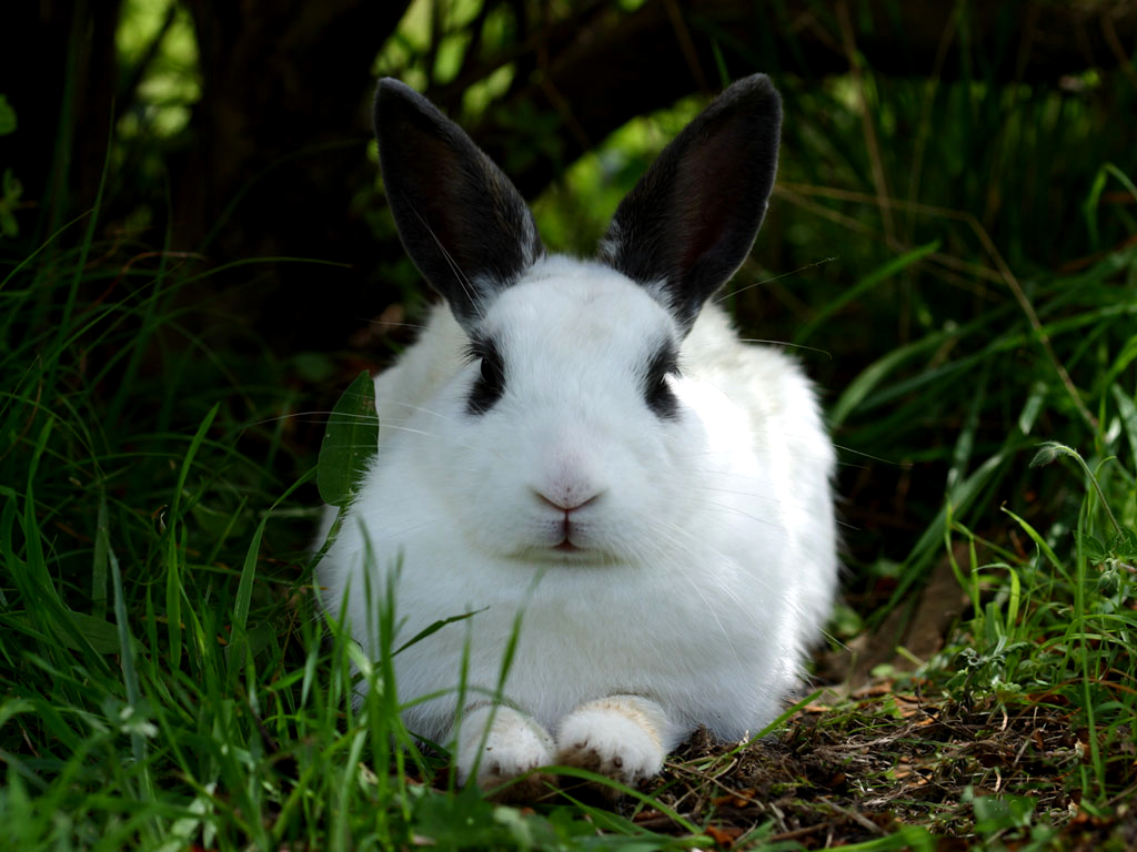 Rabbit Wallpapers Fun Animals Wiki Videos Pictures