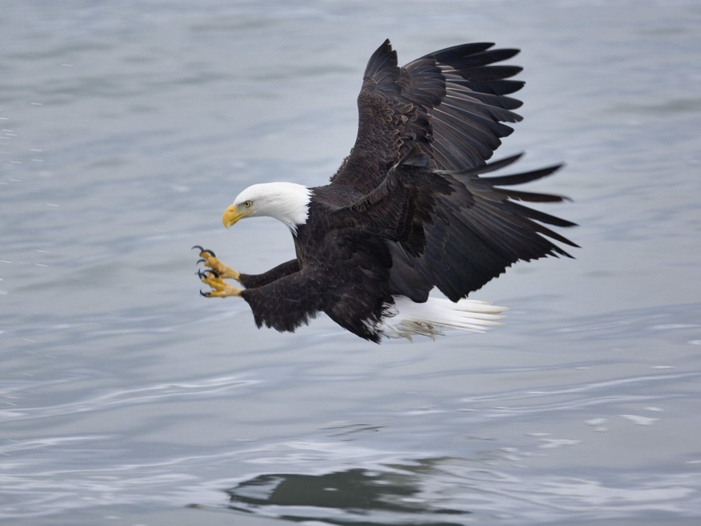 eagle catching fish wallpaper