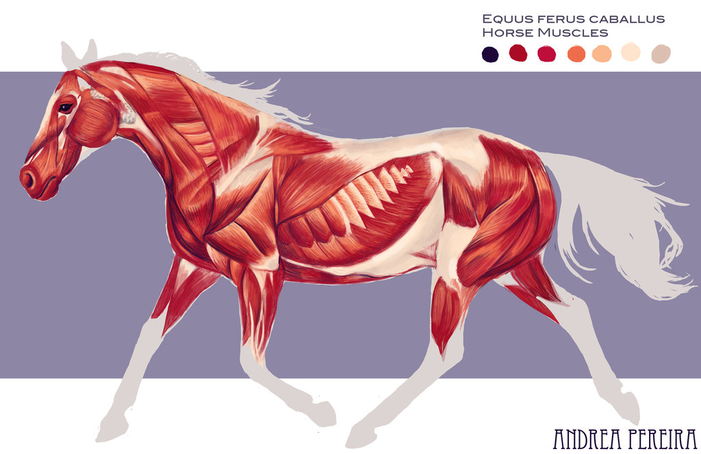 Arm Muscles Anatomy Safari Wallpapers Anatomy Human Arm Muscles By