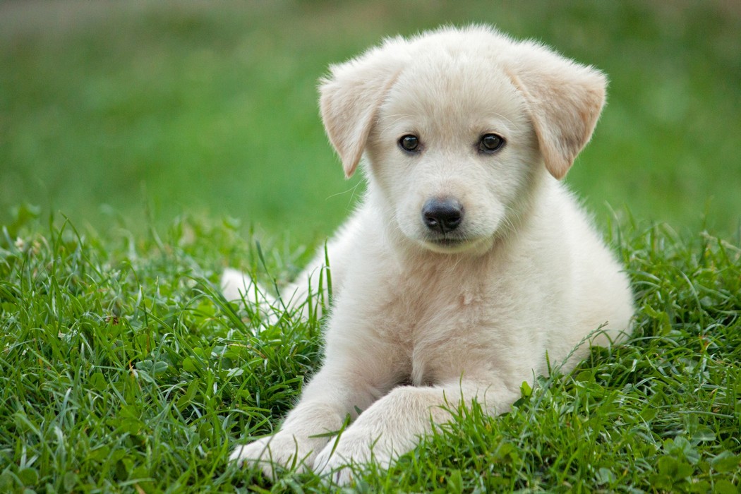 New Puppy Guide In Edmonton Ab Wallpaper