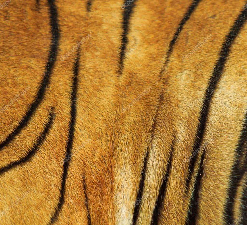 Animal Fur Picture Wallpaper