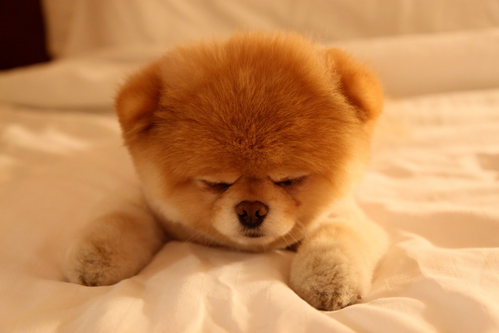 Boo The Cutest Dog Sleepy HD Wallpaper Animals