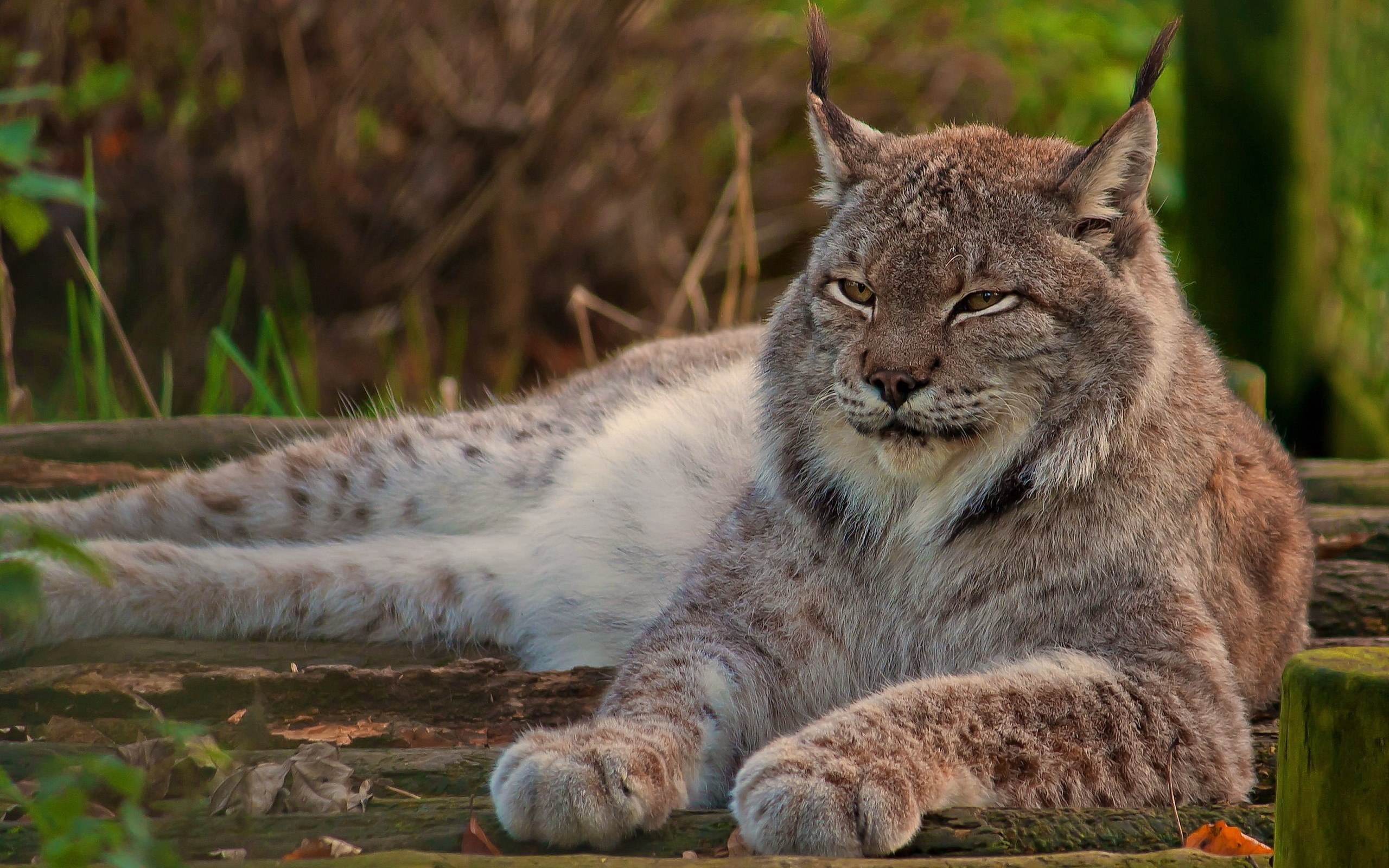 Canadian Lynx Wallpaper And Image Pictures Photos
