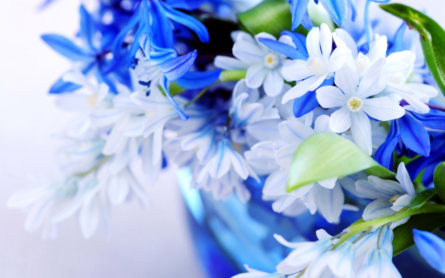 White Blue Flowers Wallpaper