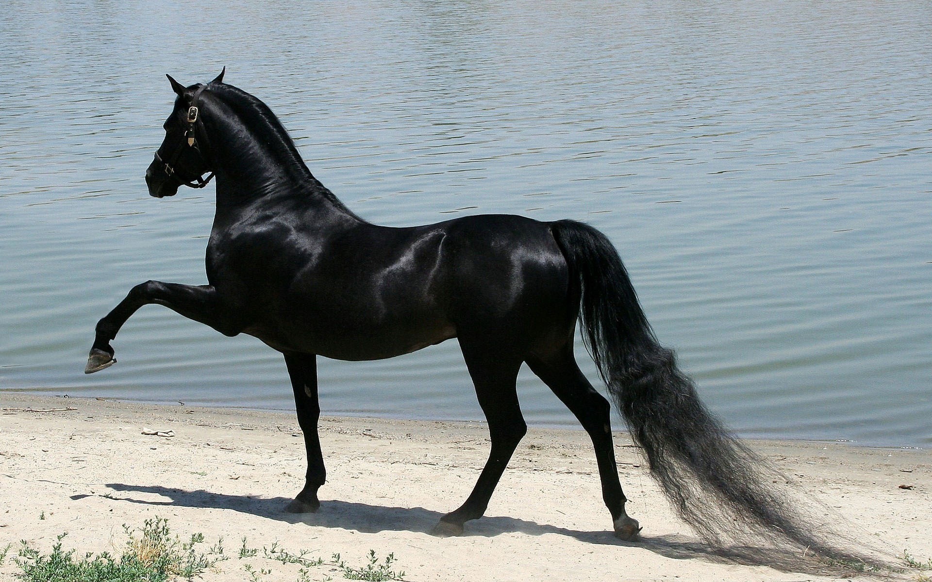 Black Horse Wallpaper