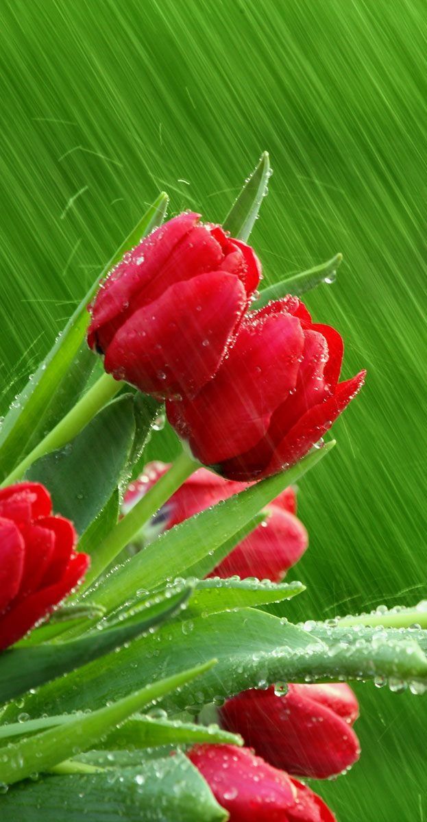 Beautiful Rain Wallpaper For Your Desktop Mobile And Tablet