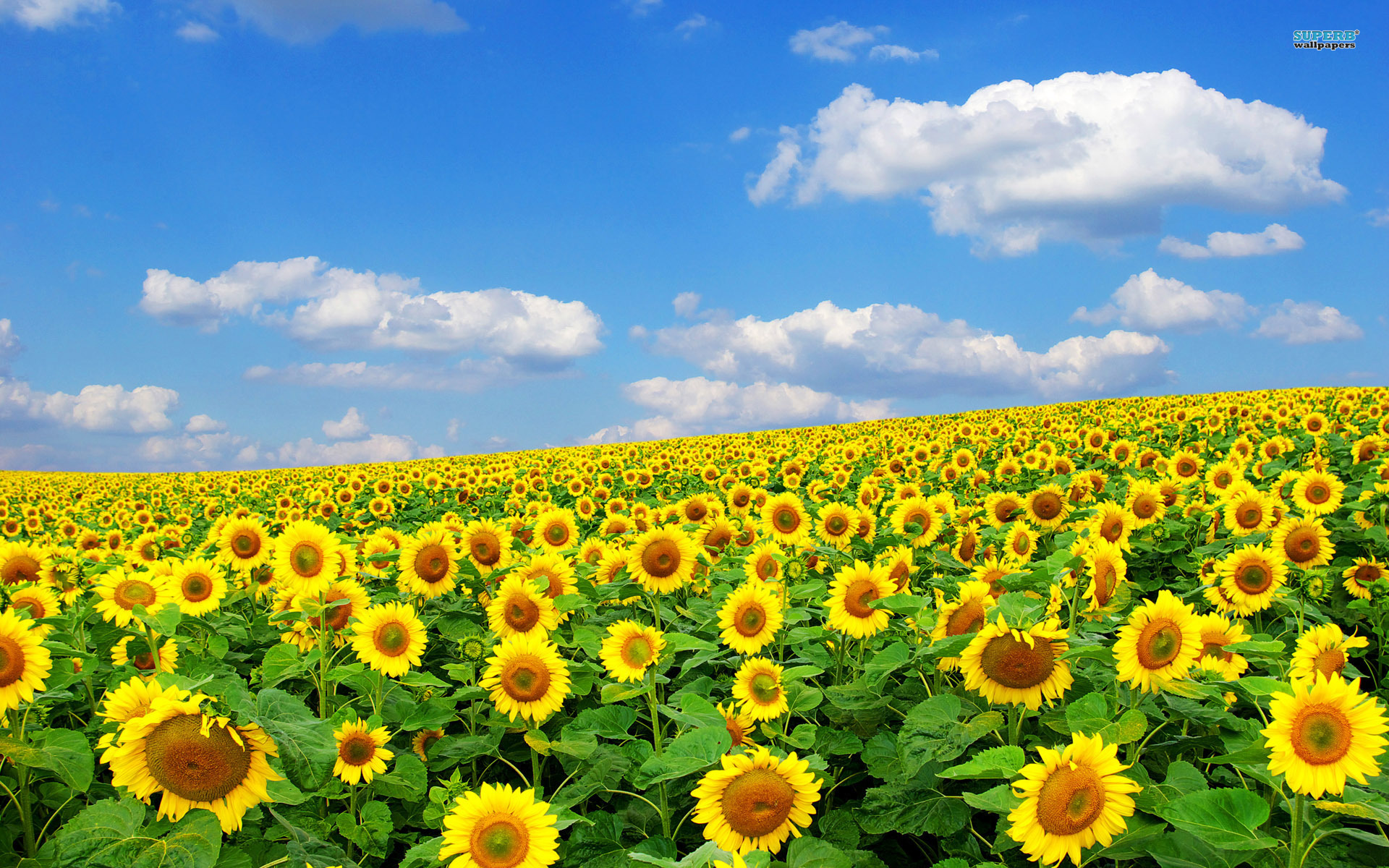 Sunflower Field Photography Wallpaper
