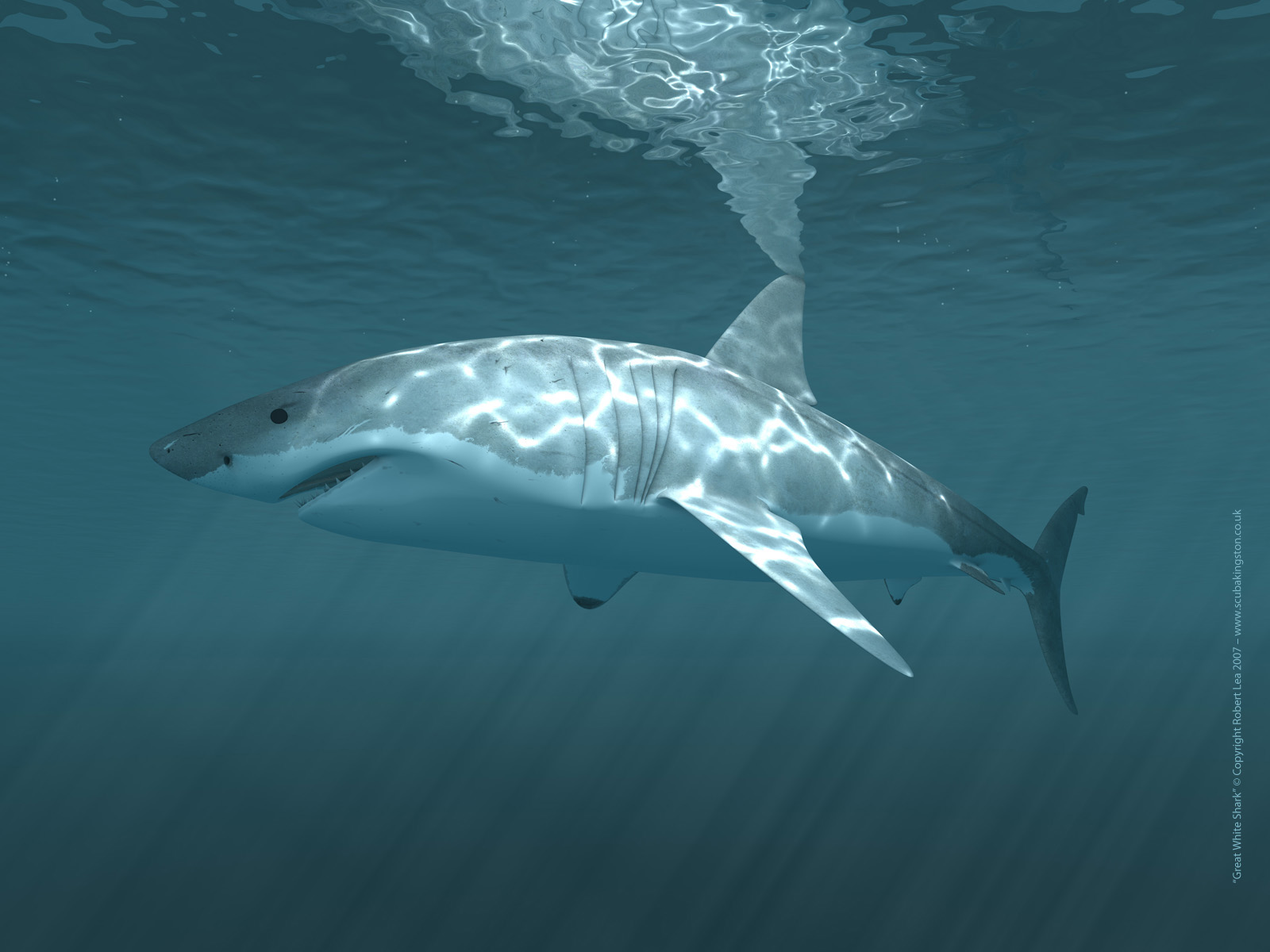  White Shark Desktop Wallpaper Kingston Elmbridge Scuba Diving