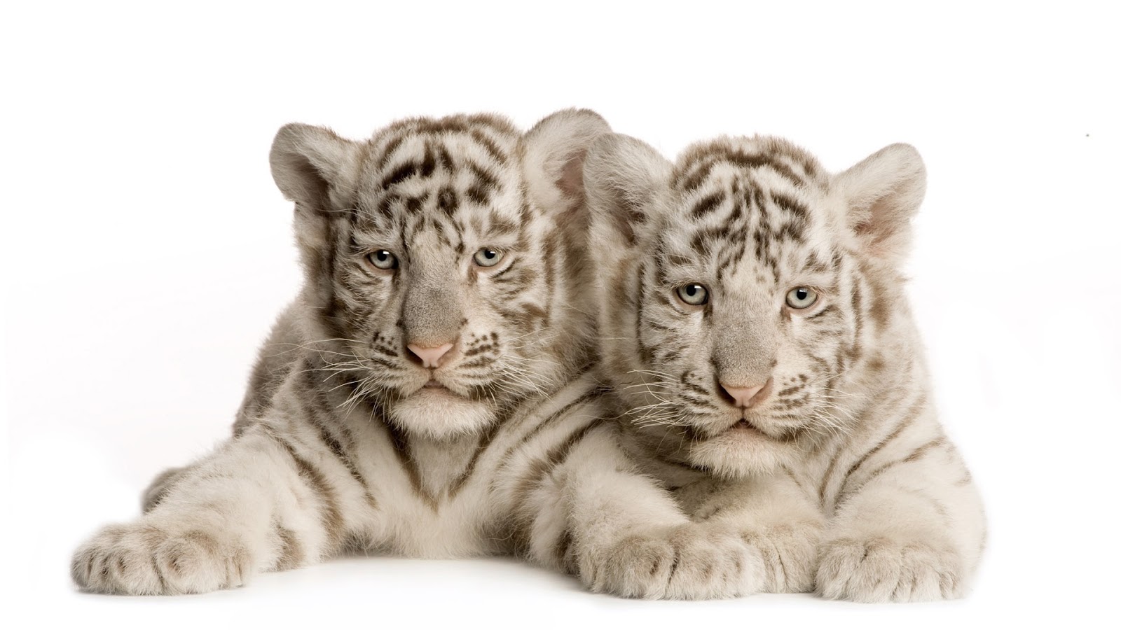White Tiger Cubs In Snow Wallpaper Tigers Wallpapers And Pictures 47 1600x900