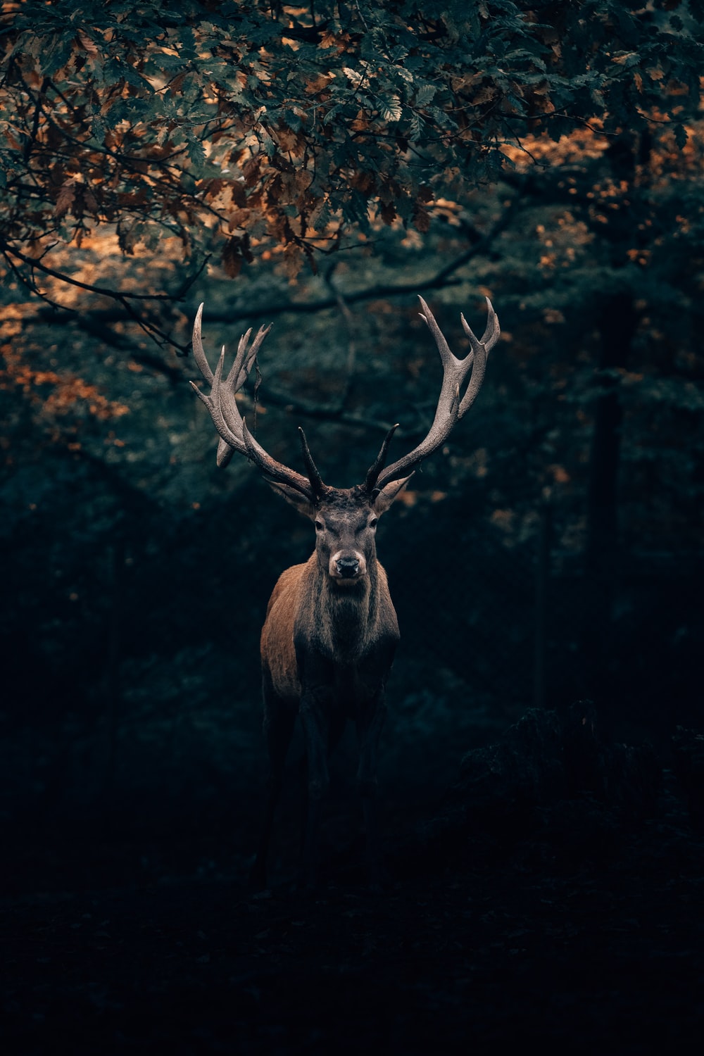 Deer Wallpaper HD Hq