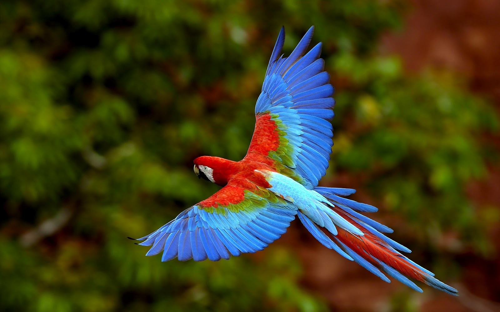 Wildlife of the World Beautiful Parrot Wallpapers 2012
