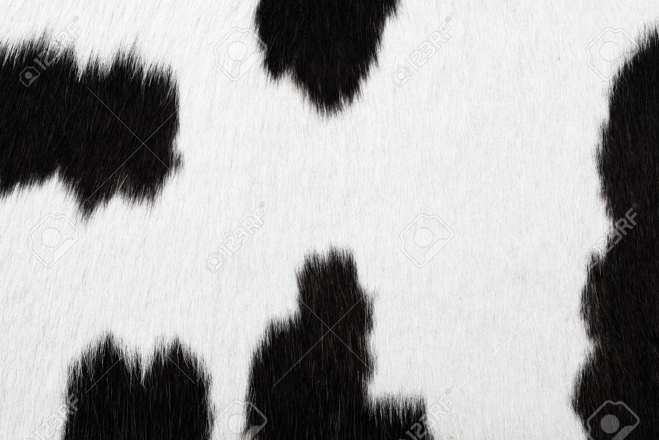 Black And White Cowhide Background Or Texture Stock Photo Picture