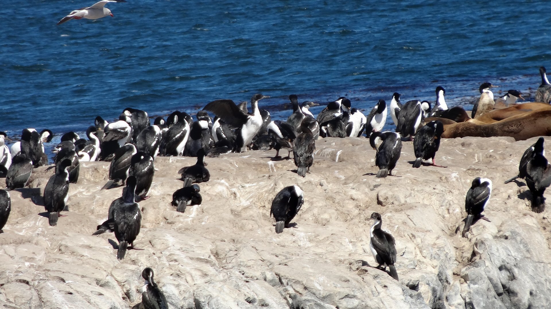 Bird Animal Imperial Shag 4k Ultra HD Wallpaper