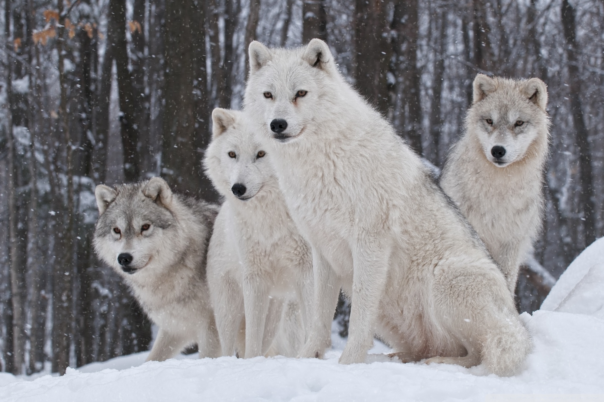 White Wolves Pack 4k HD Desktop Wallpaper For Ultra Tv