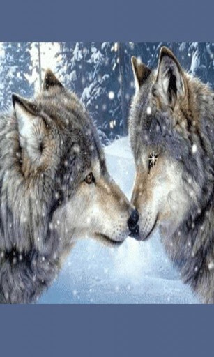 Image Where Do Wolves Live Pc Android iPhone And iPad