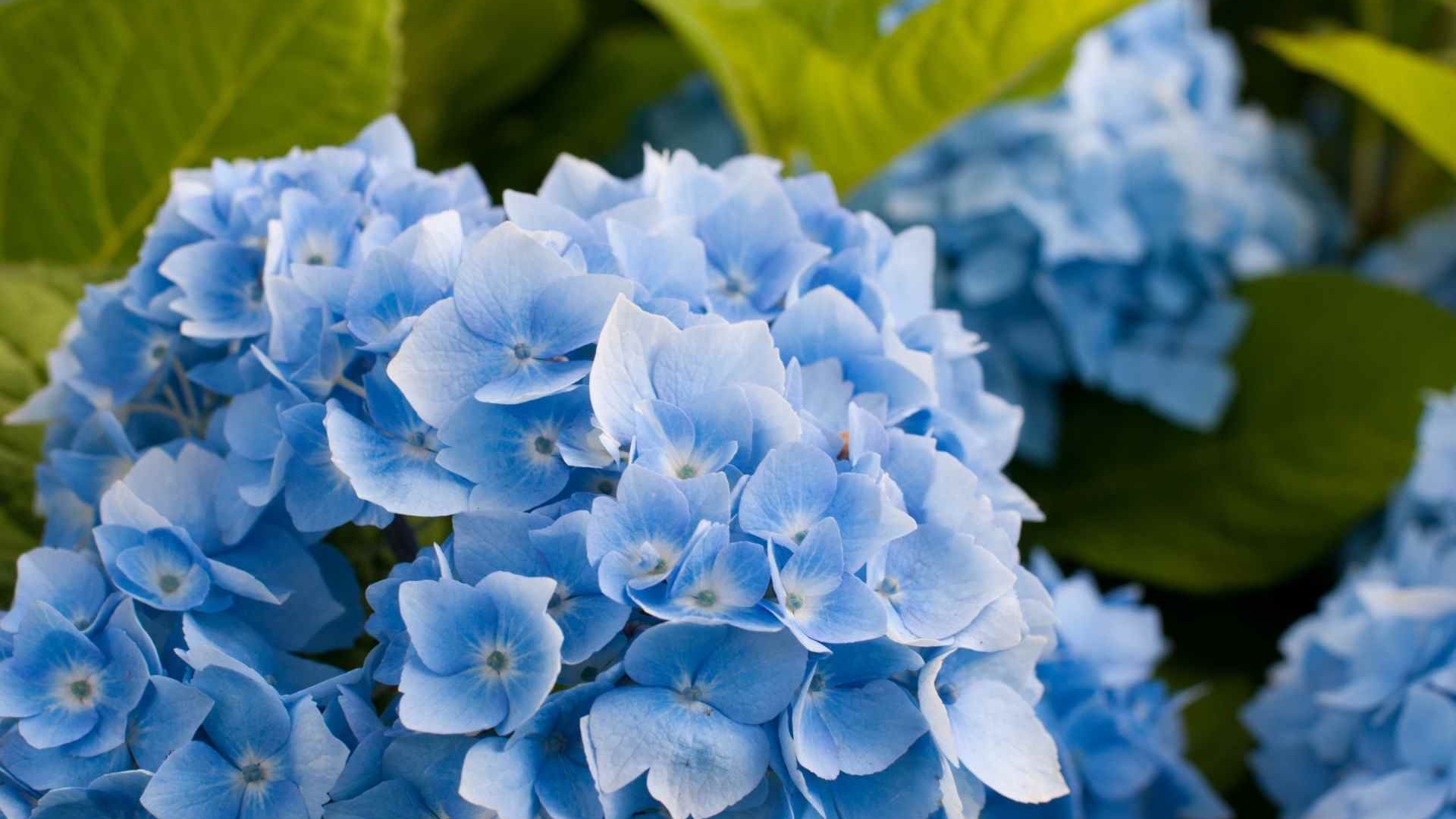 Wallpaper HD Blue Hydrangea Flower Expert