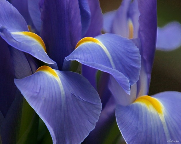 Iris Flowers HD Desktop Wallpaper
